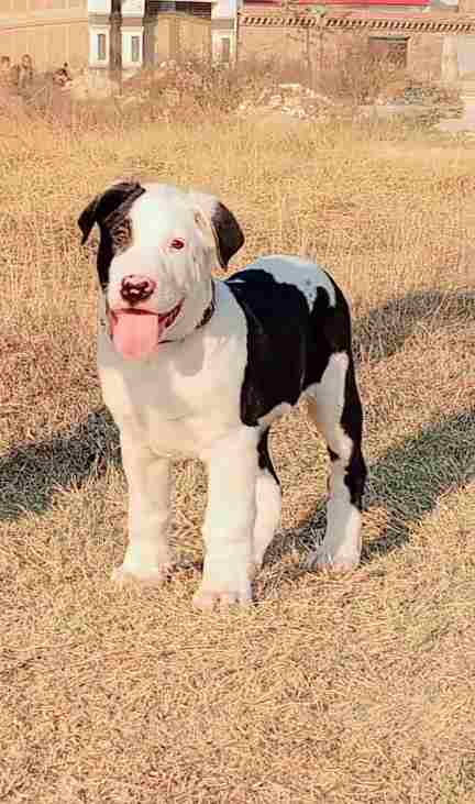 Bully Dog