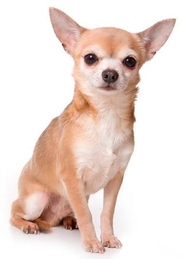 chihuahua Dog