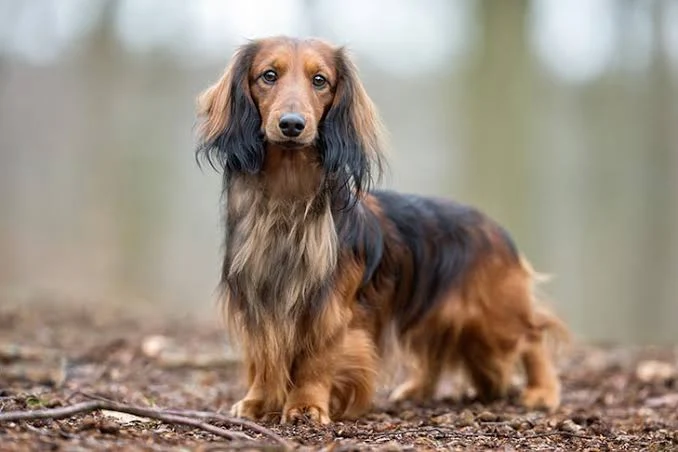 Duchsund Dog