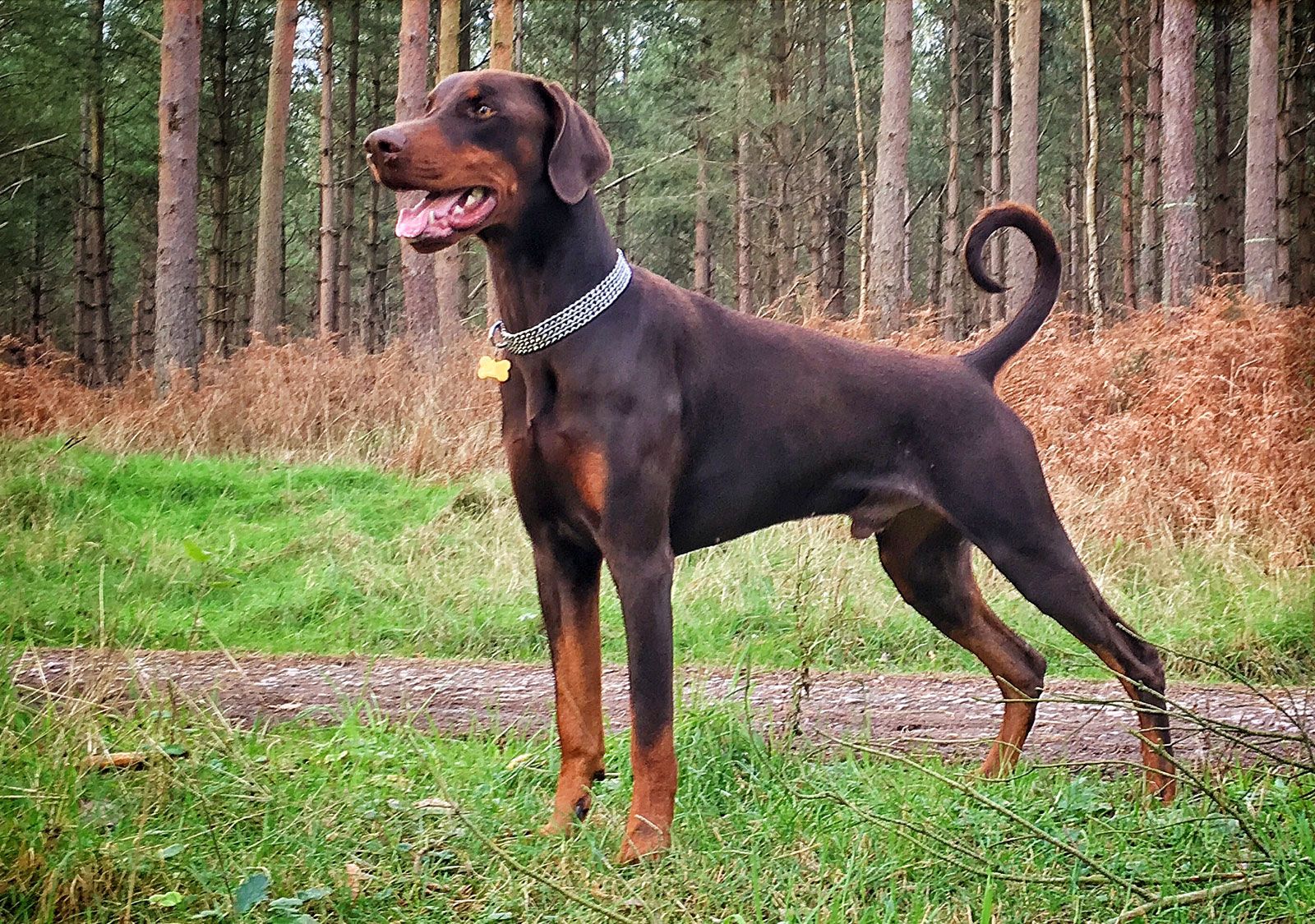 Doberman Dog