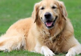 Golden retriever Dog