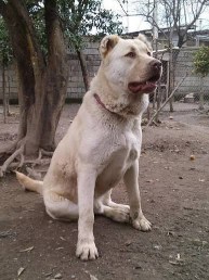 kuchi Dog