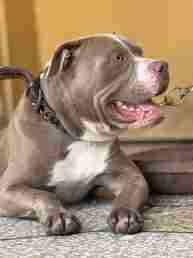 pitbul Dog
