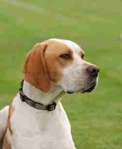 Pointer Dog