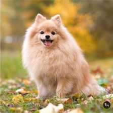 Pomeranian Dog