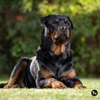 Rottweiler Dog