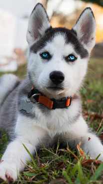 siberian husky  Dog